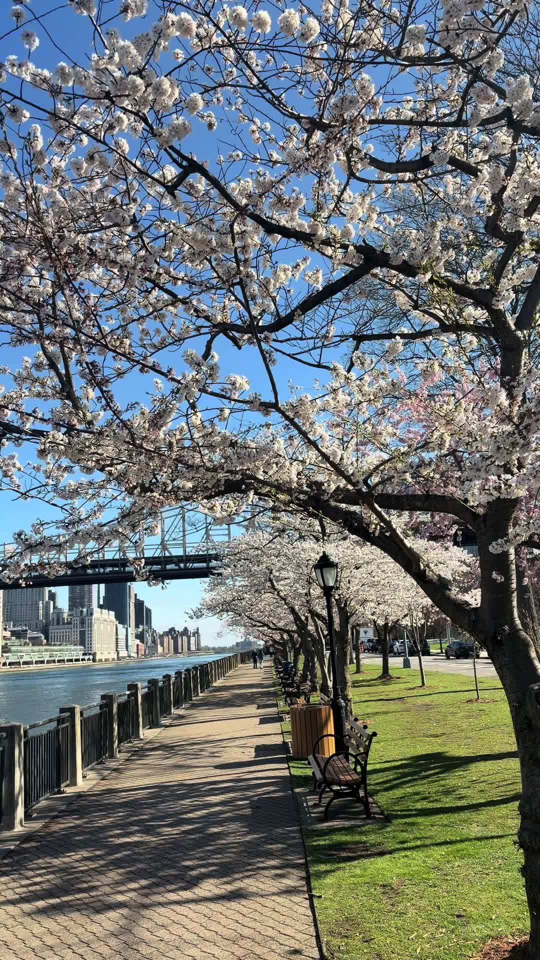 @NYC Local
