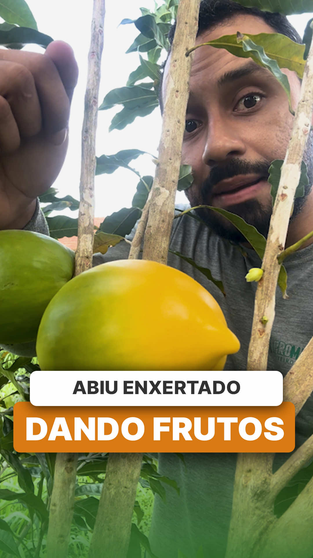 @ViveiroProMudas