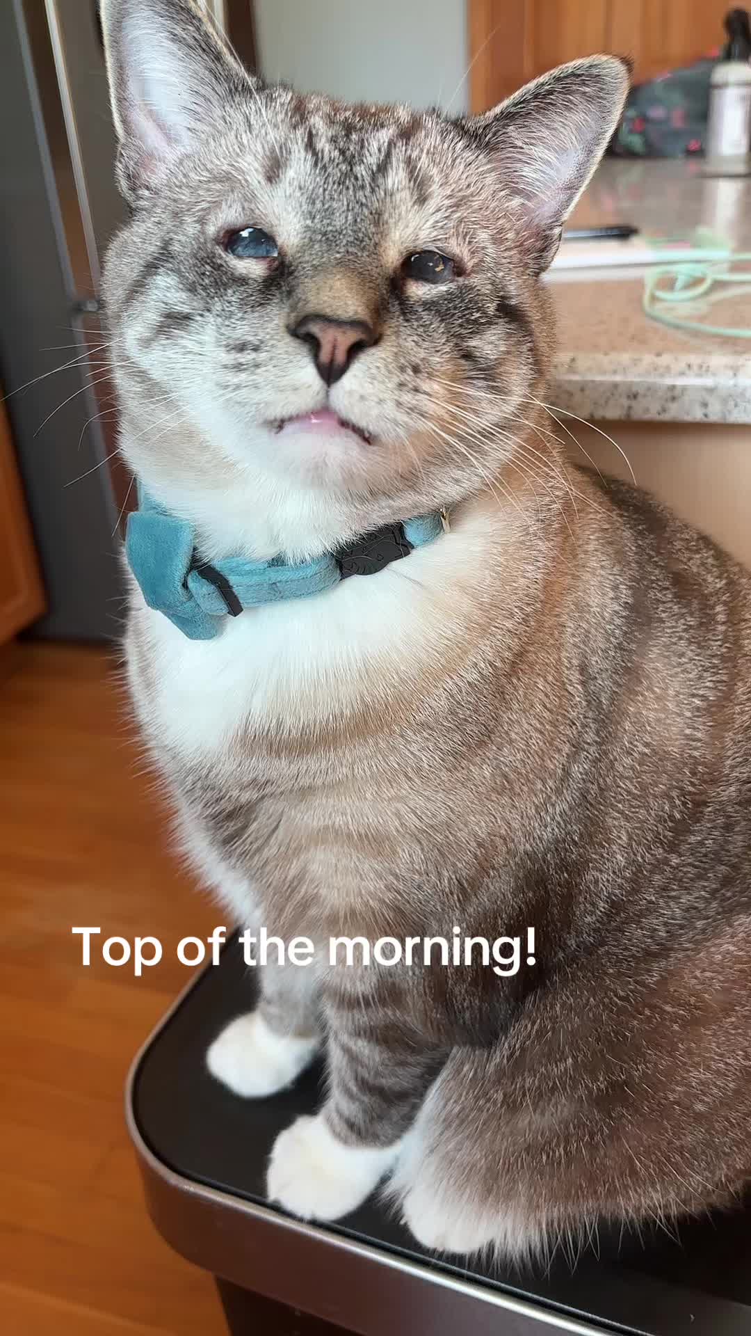 @bellkittiesmom