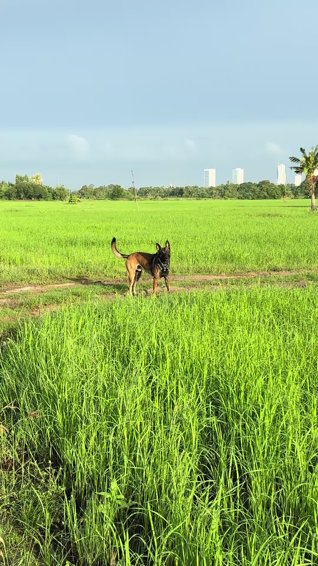 @doglifethailand
