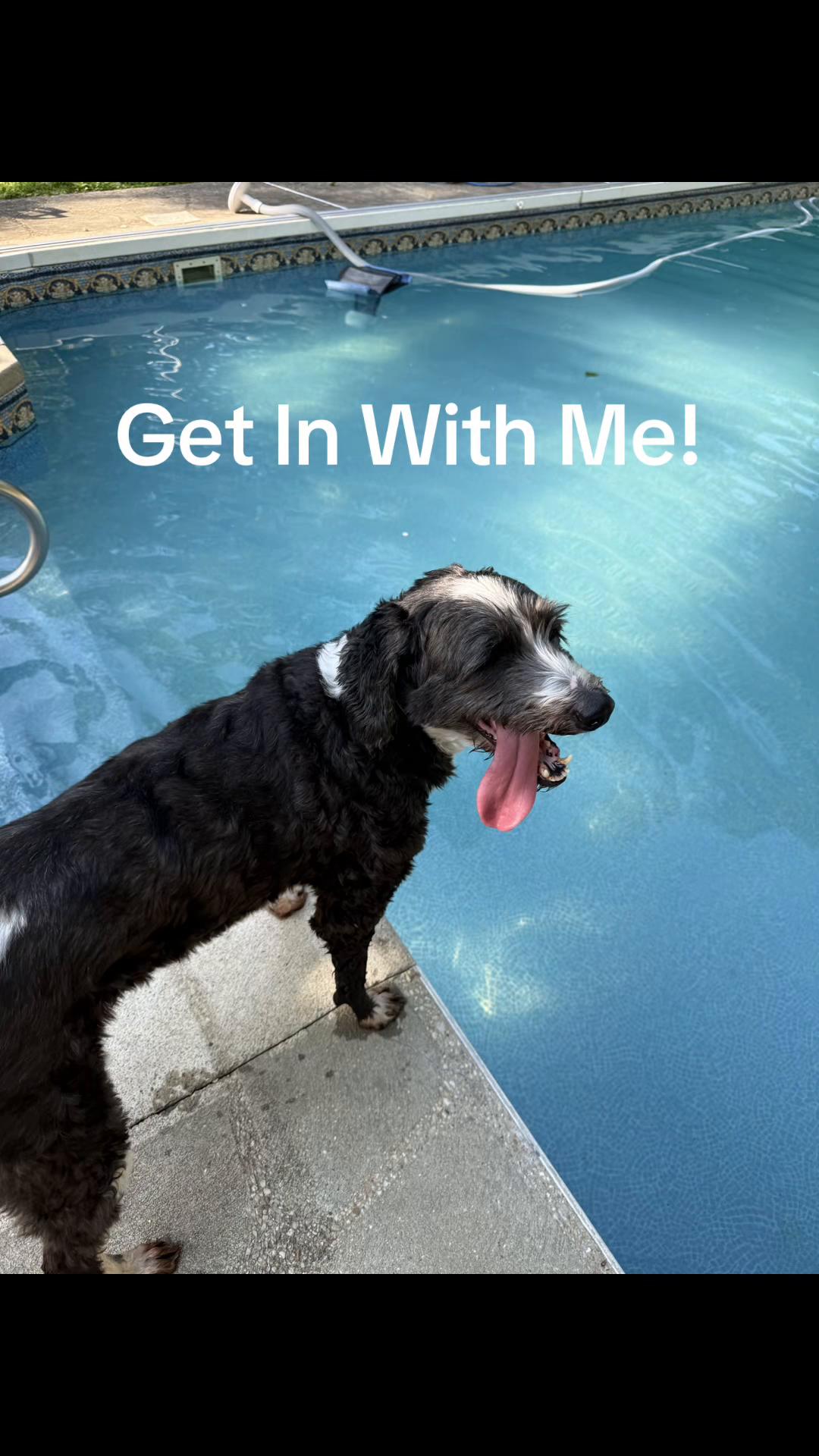 @Best Buddy Dog Trainer LLC
