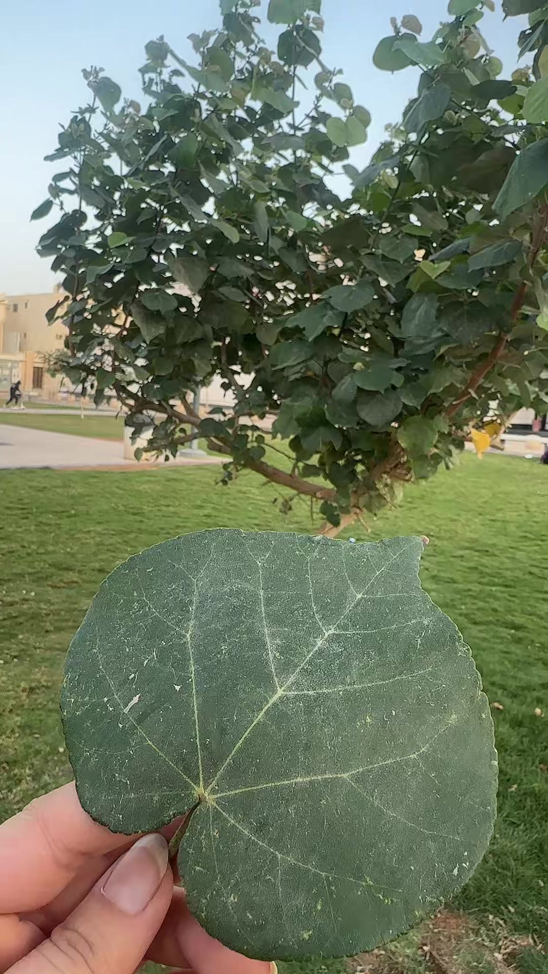 @همس المشاعر