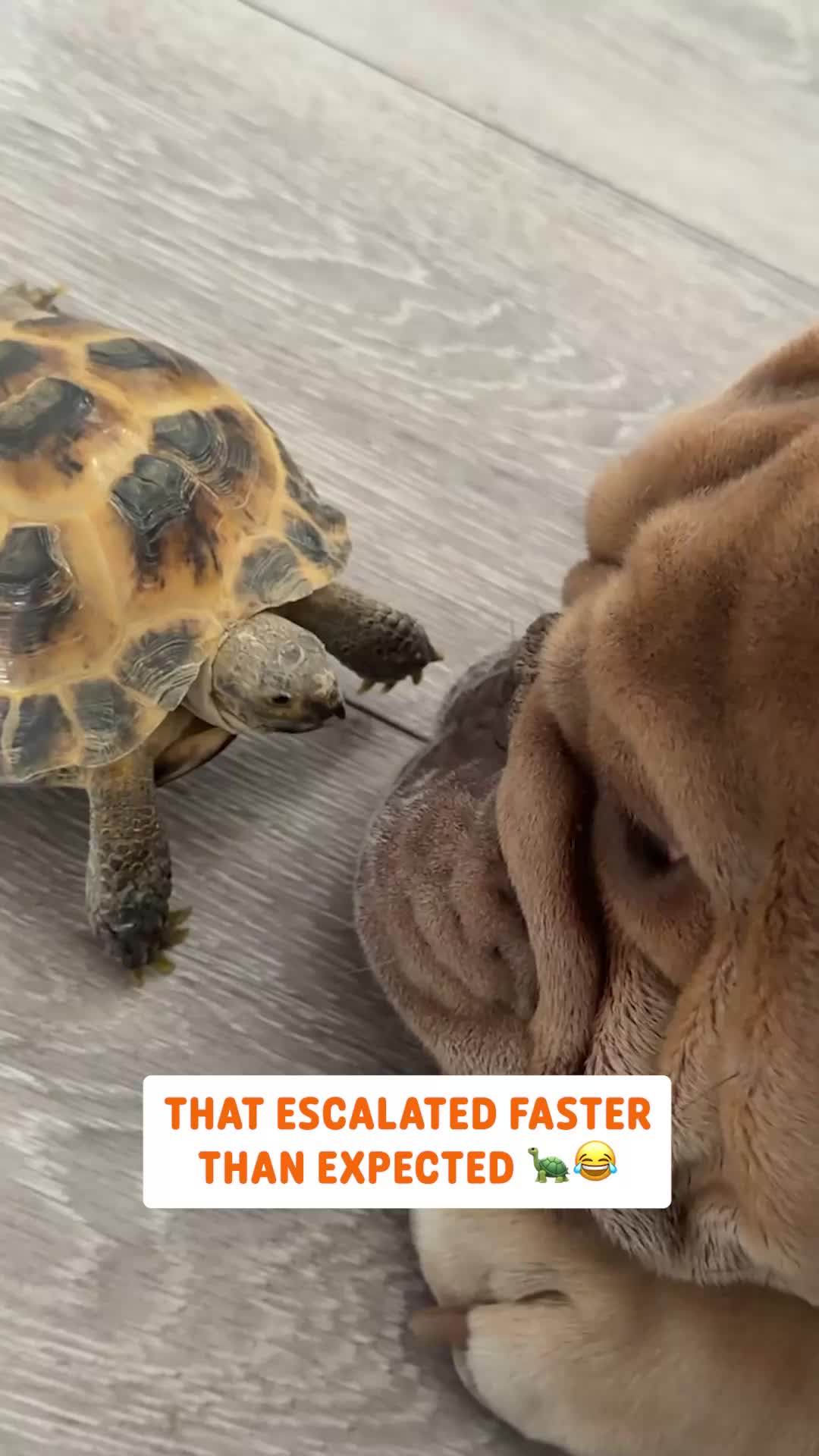 @Pawsome Pets