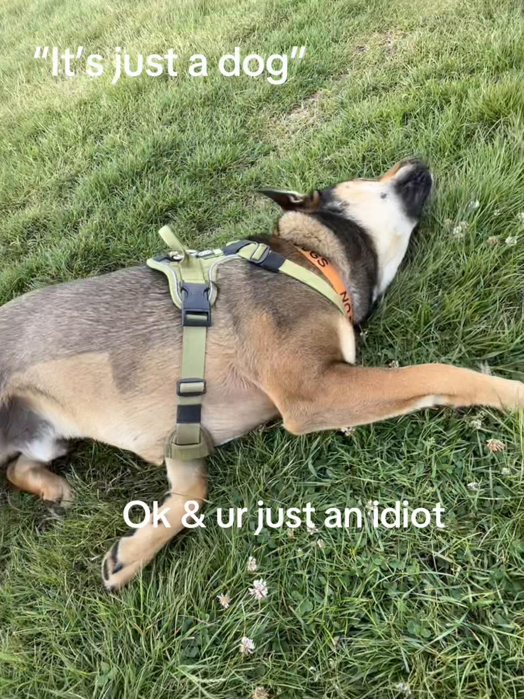 @RockyTheMutt
