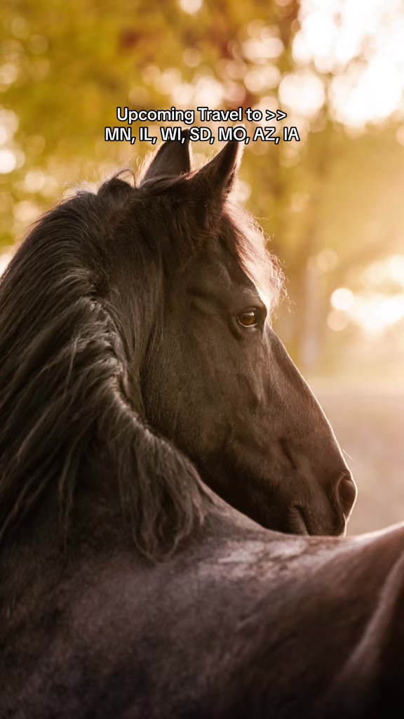@Tisha 📸🦄 Equestrian Photog