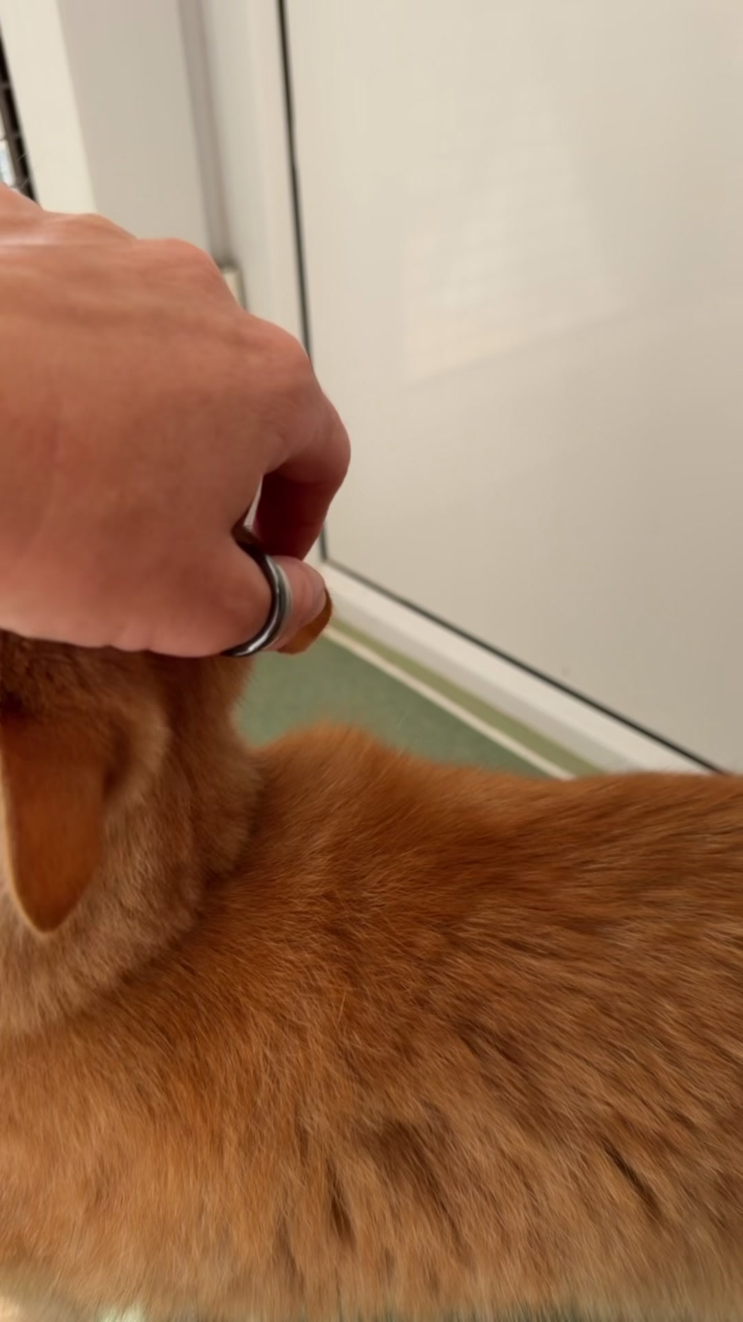 @Herongate Village Cattery