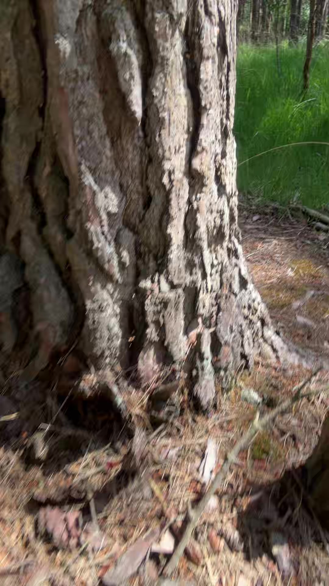 @erm1tsscar11111111111111