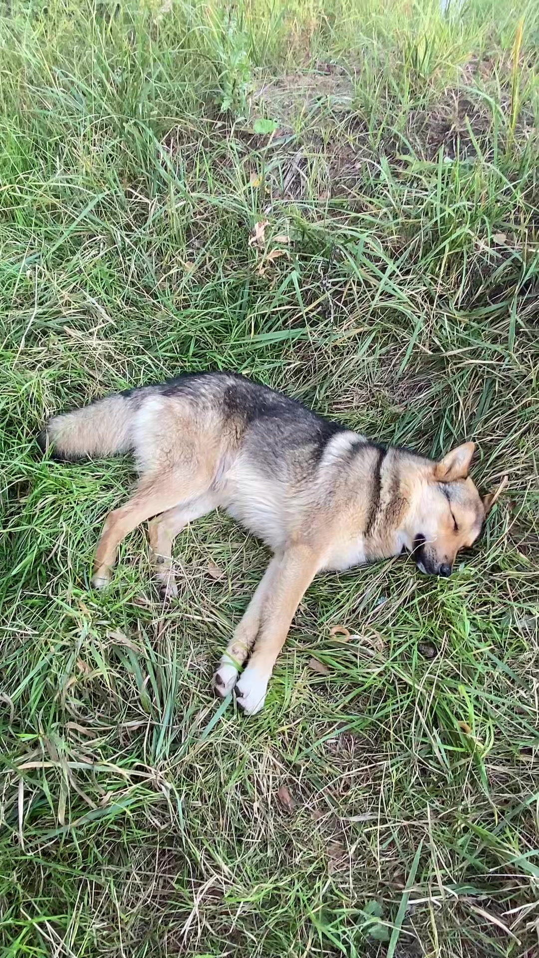 @Иван Тохтамыш
