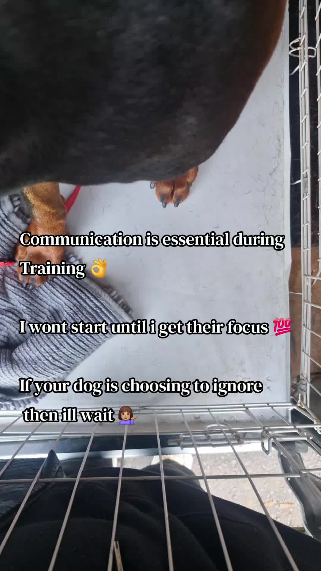@The Dog Mother Lanarkshire