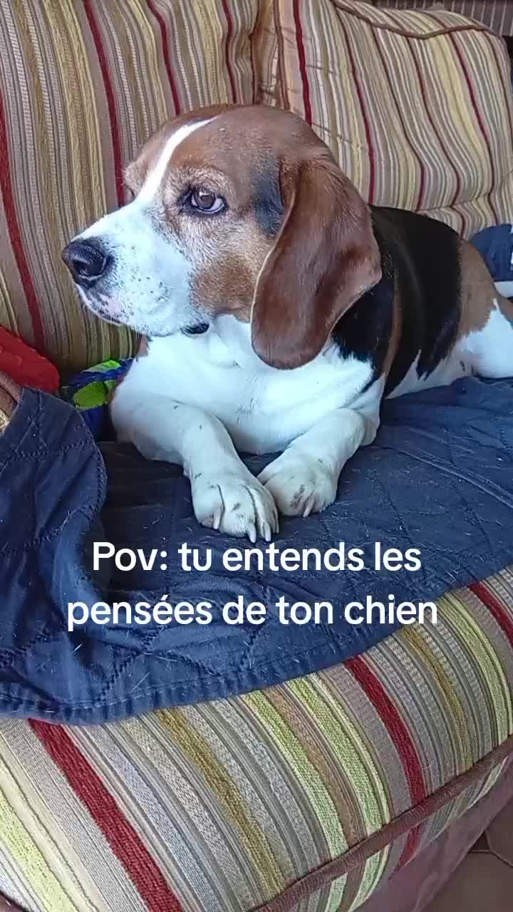 @virginie