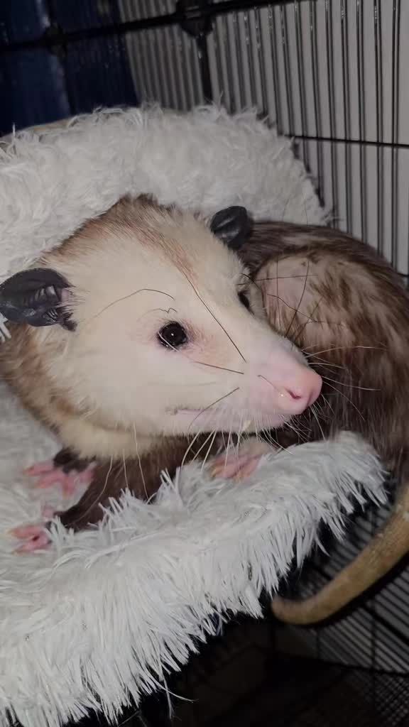 @OPOSSUMDAWGMOM