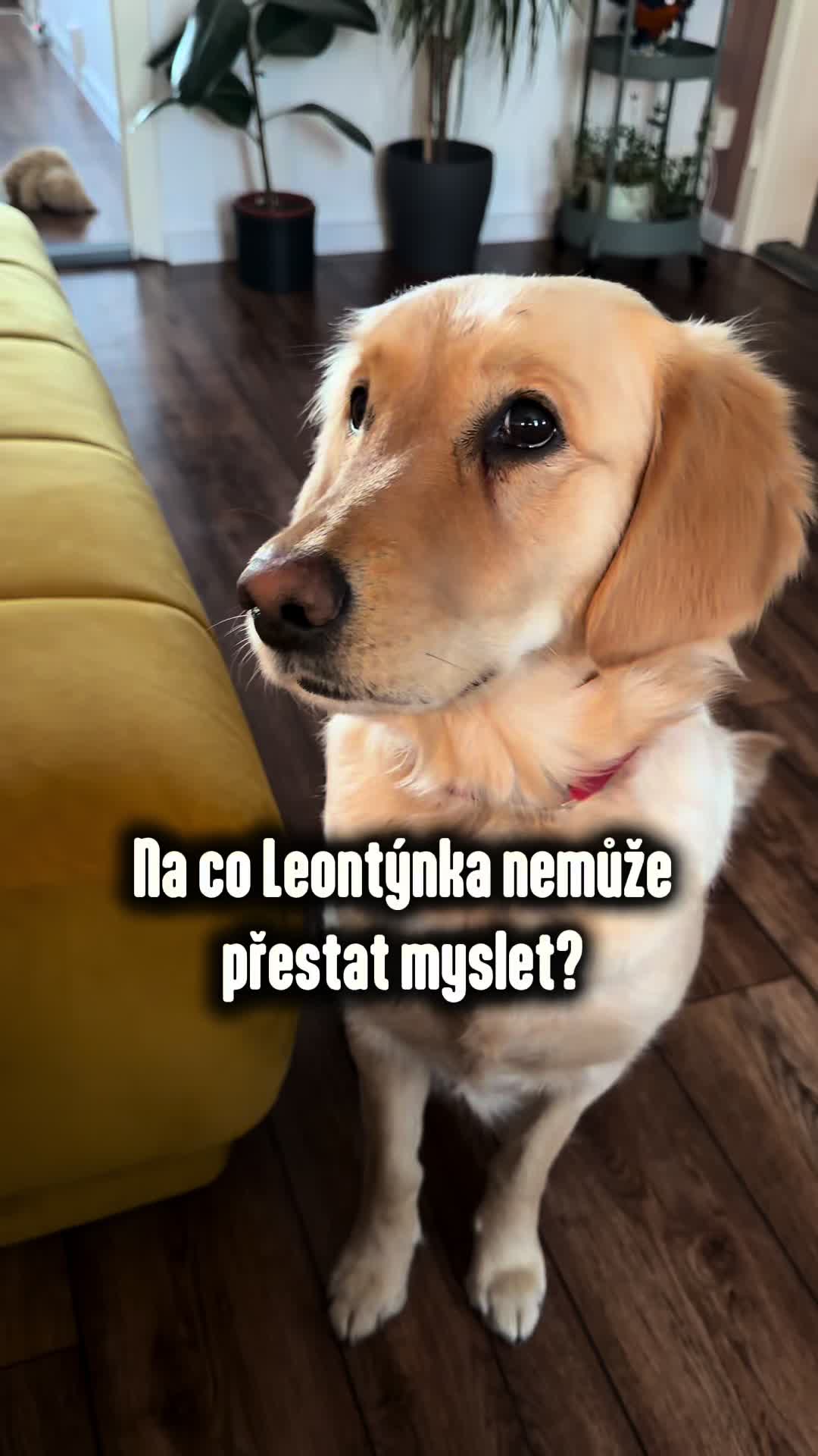 @animall_cz