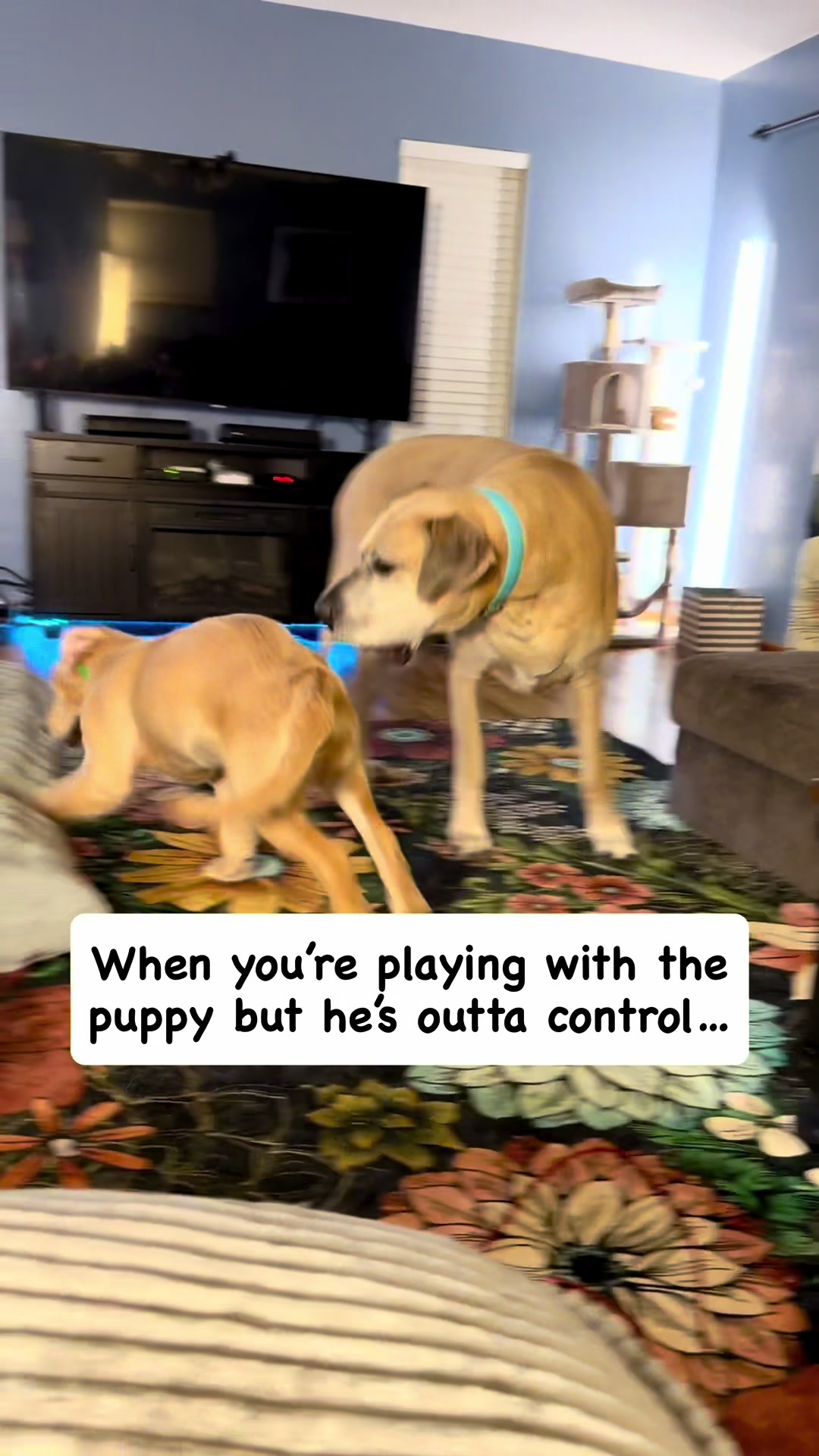 @Koda, Harley, and Brody