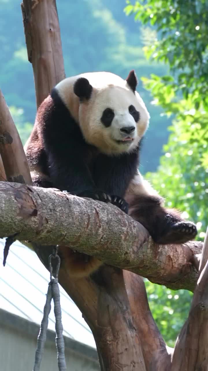 @pandy_pandaa