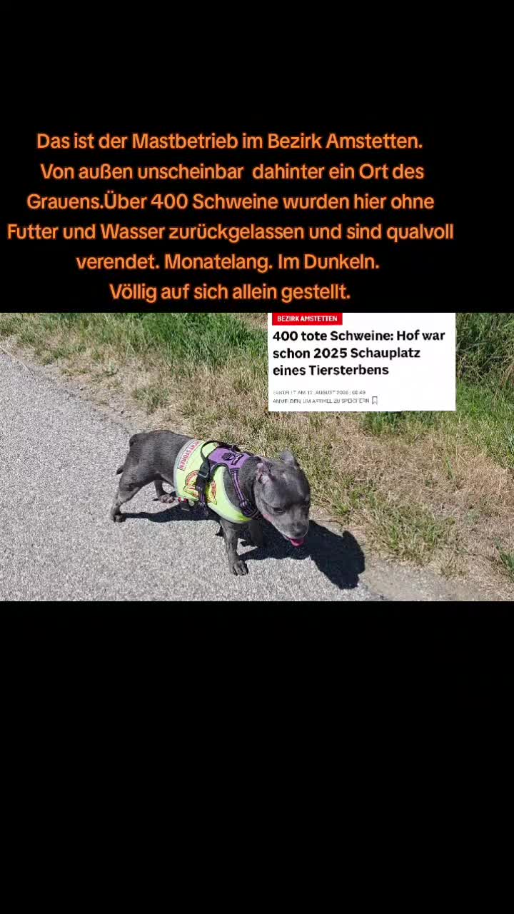 @Zara Alukanija Kiyomi 🐕🐾
