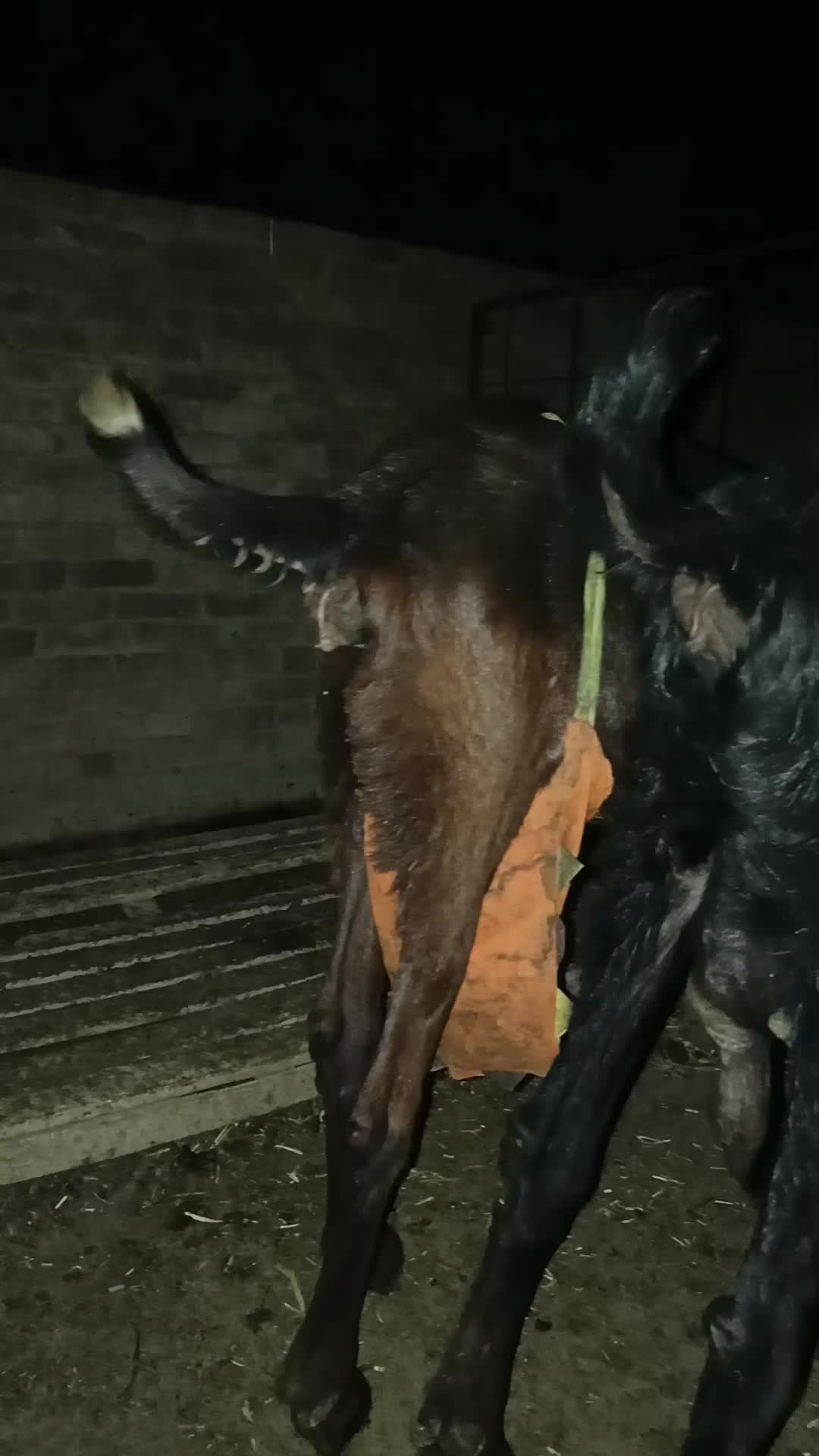 @Animal success