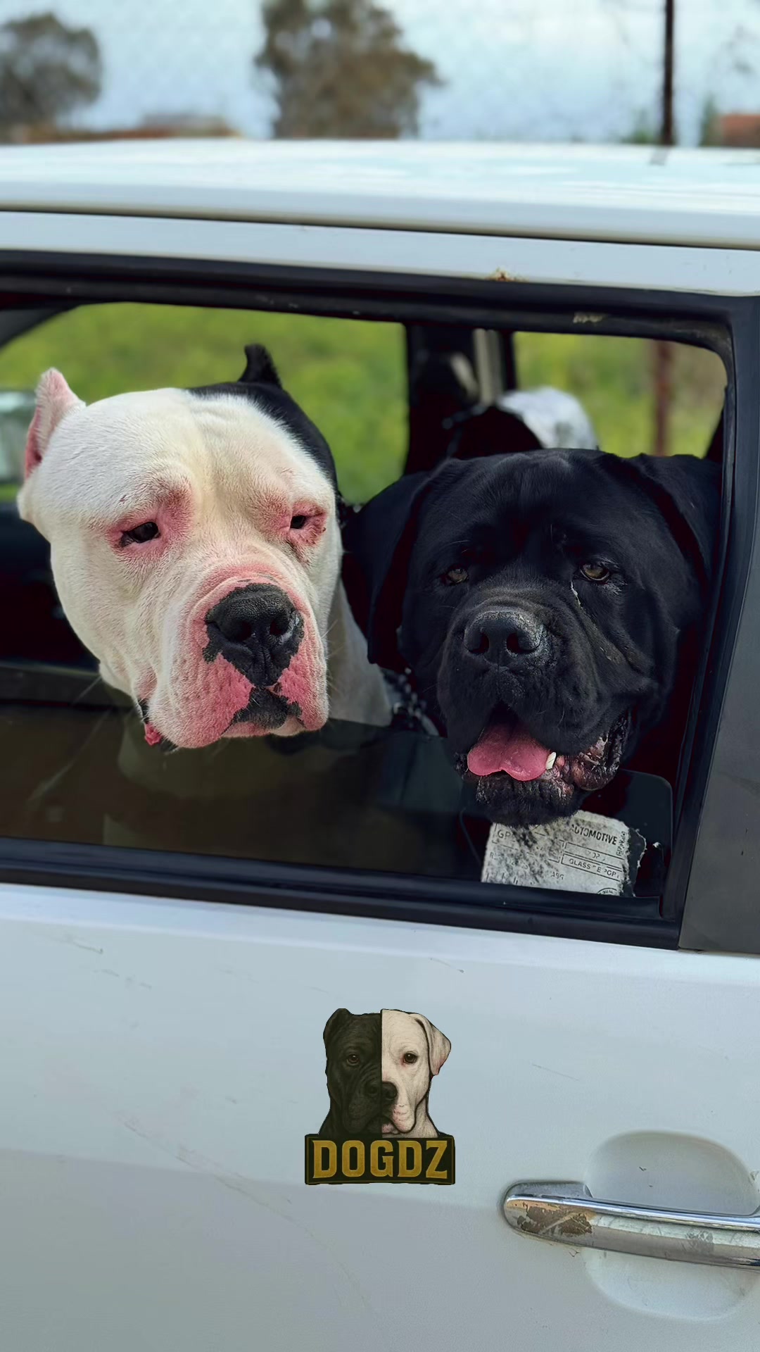 @dogdz🏴☠️🇩🇿