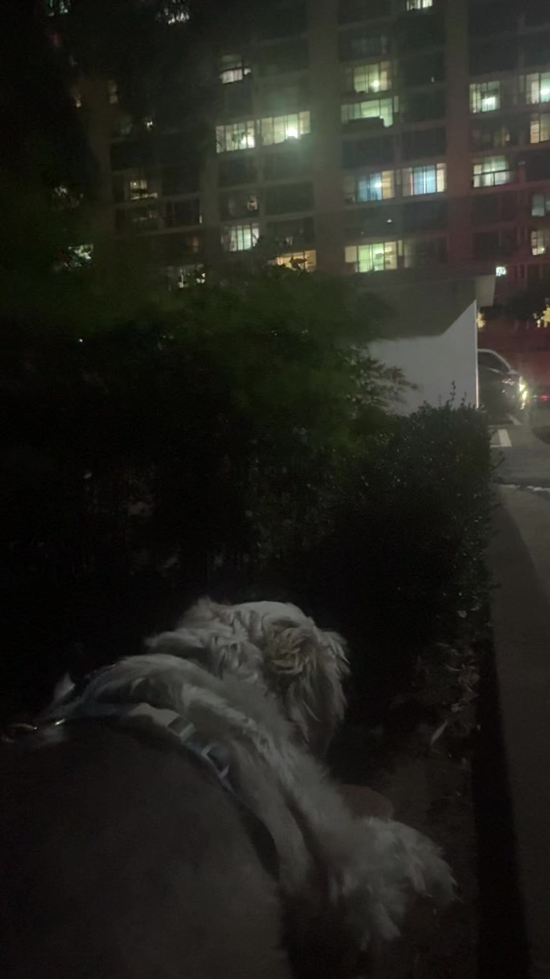 @시츄 포비