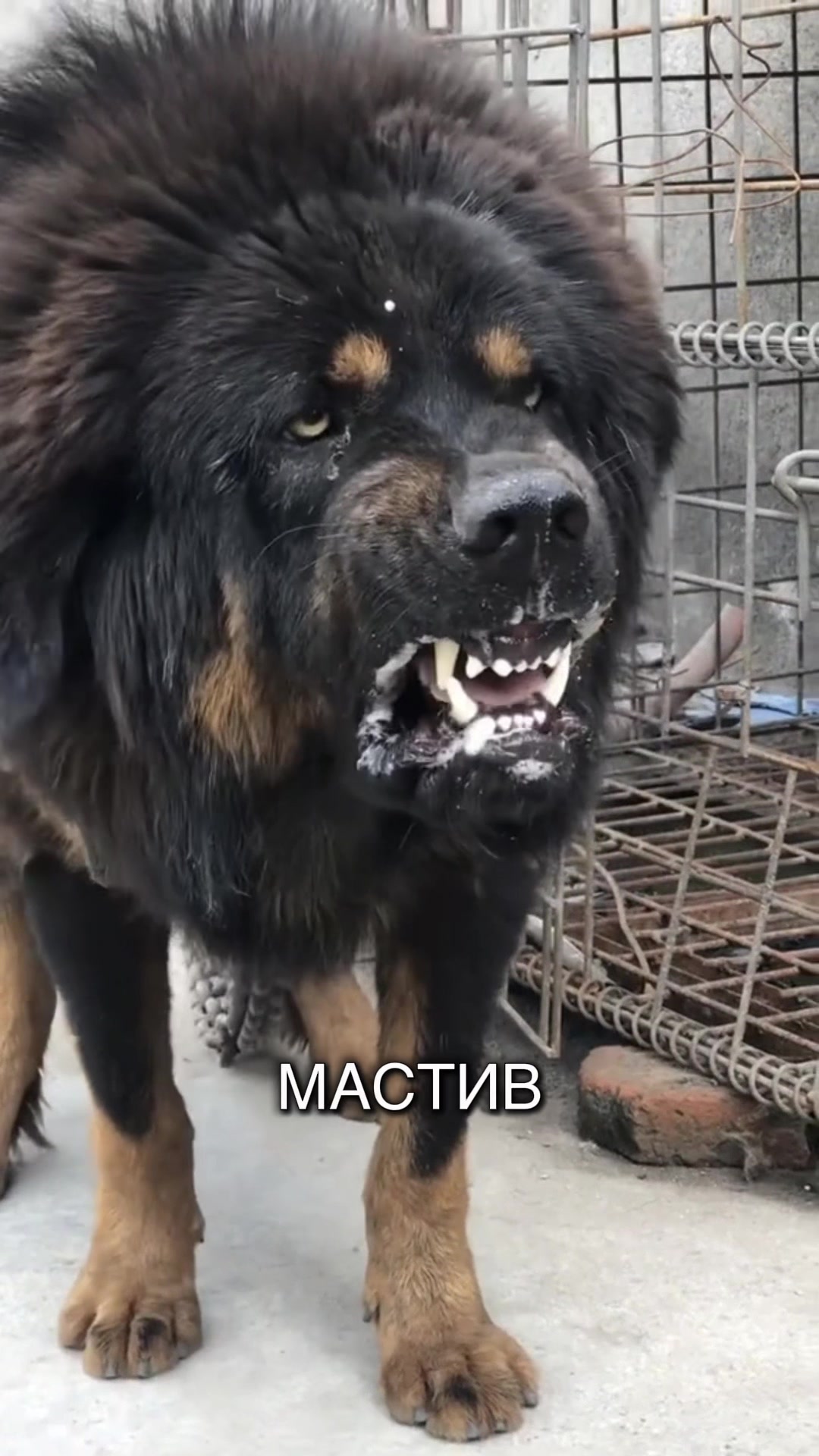 @Пушистики🐶