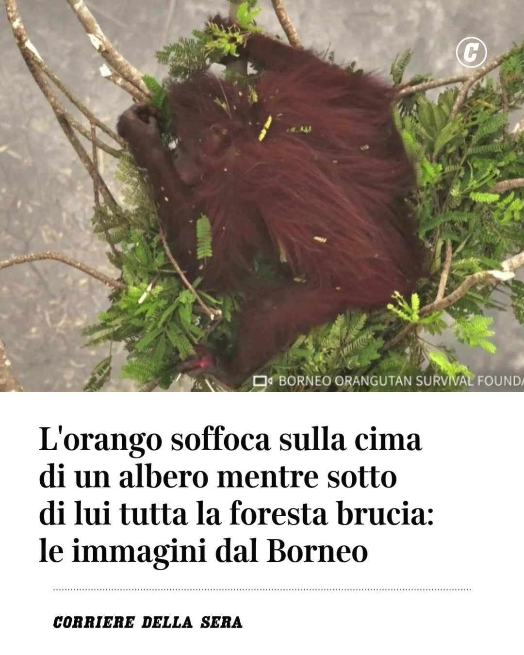 @Corriere della Sera
