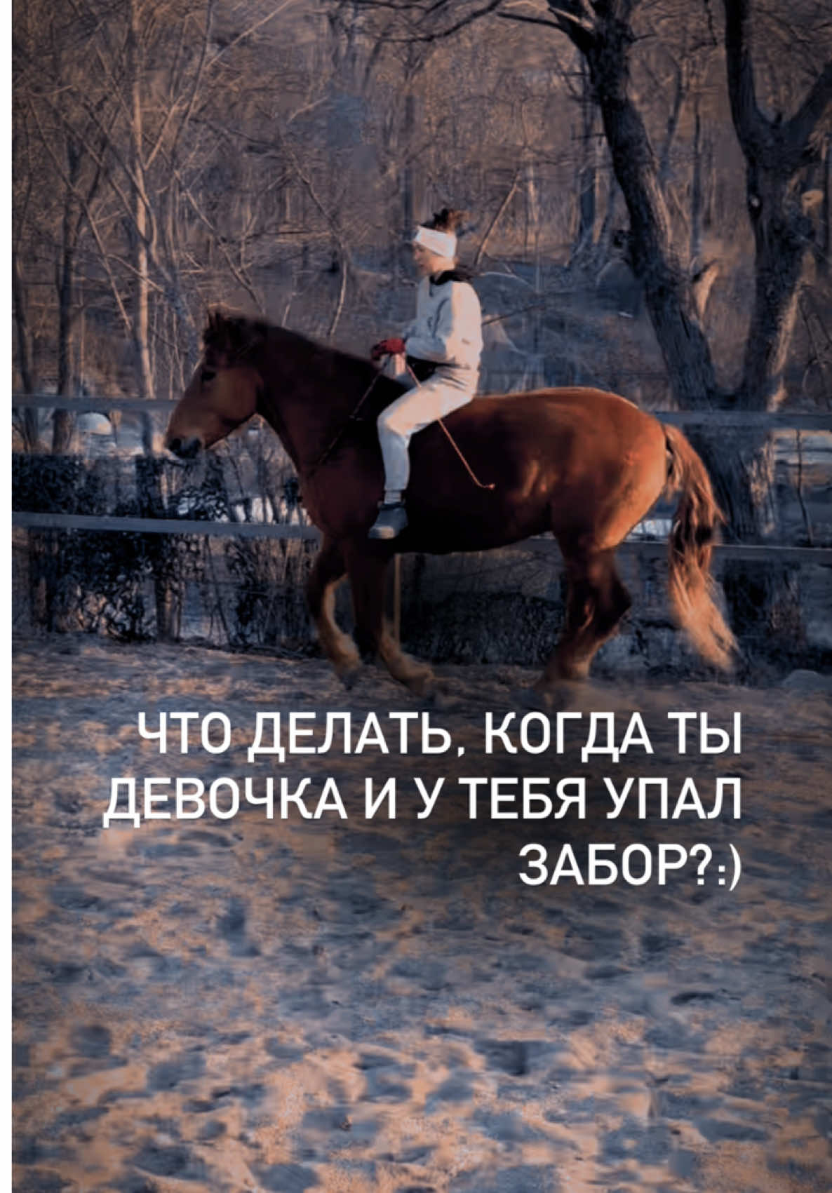 @Вера/лошади/обучение лошадей