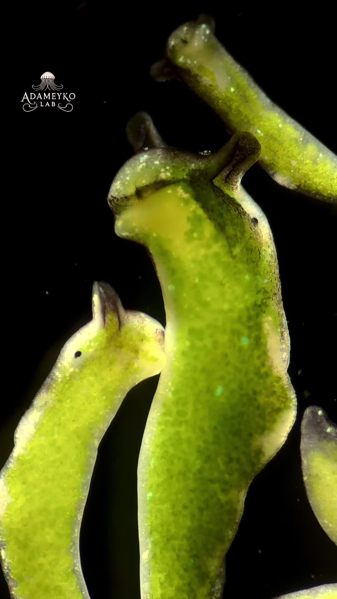 @The_story_of_a_biologist
