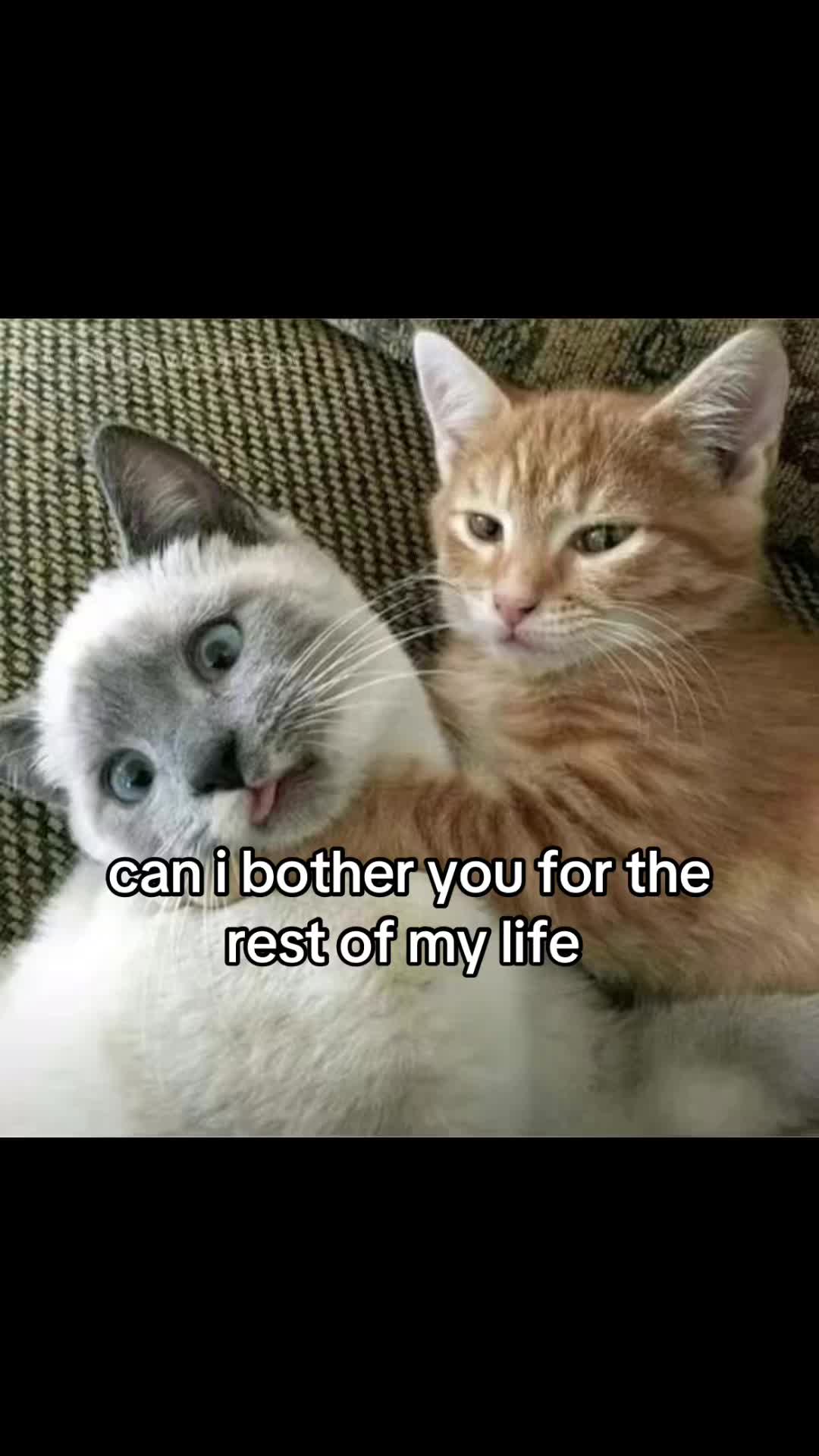 @meowconcept