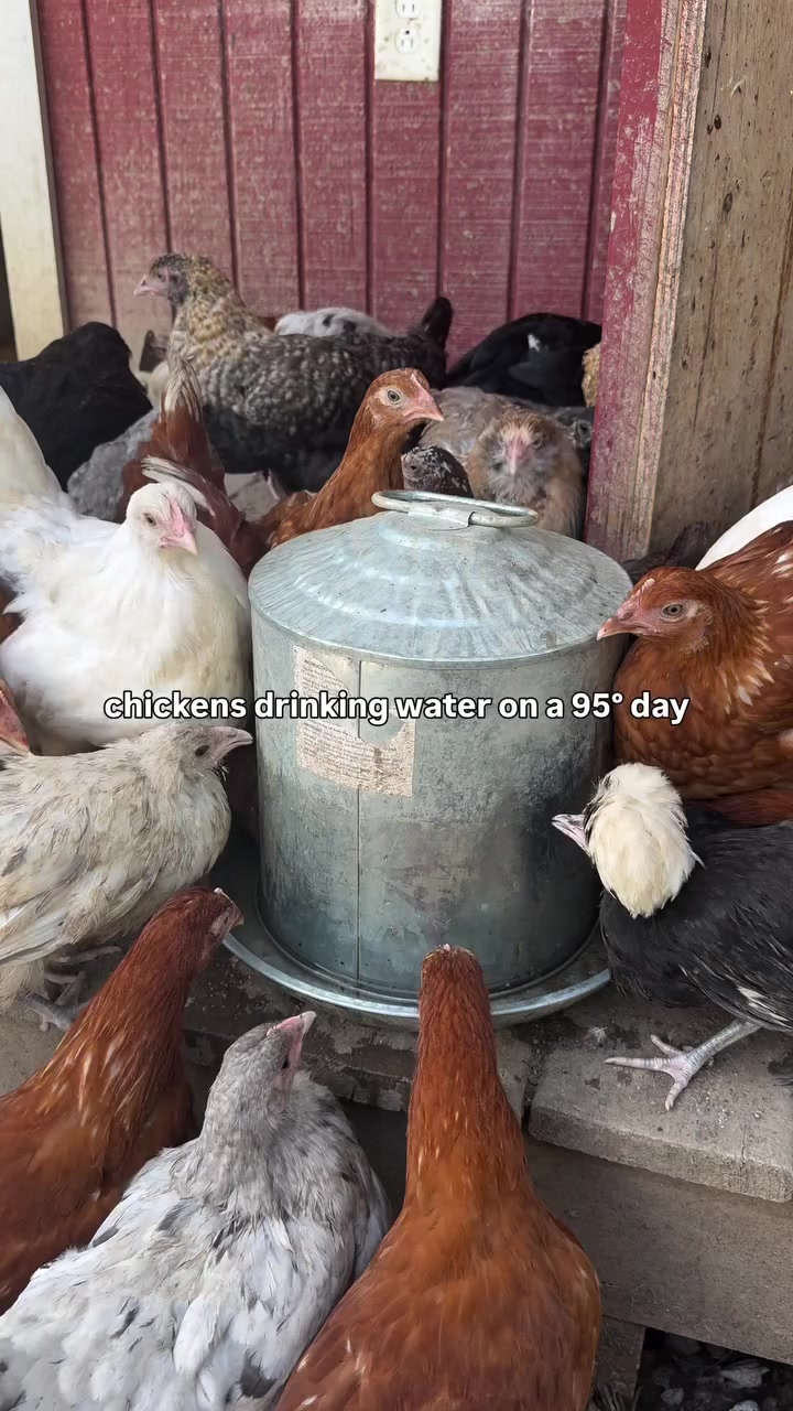 @Live stock animals ๐ชฟ๐๐๐๐ฅฌ
