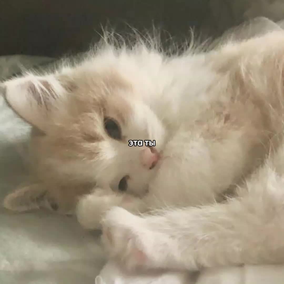 @ꜰᴇɴʏᴀ@