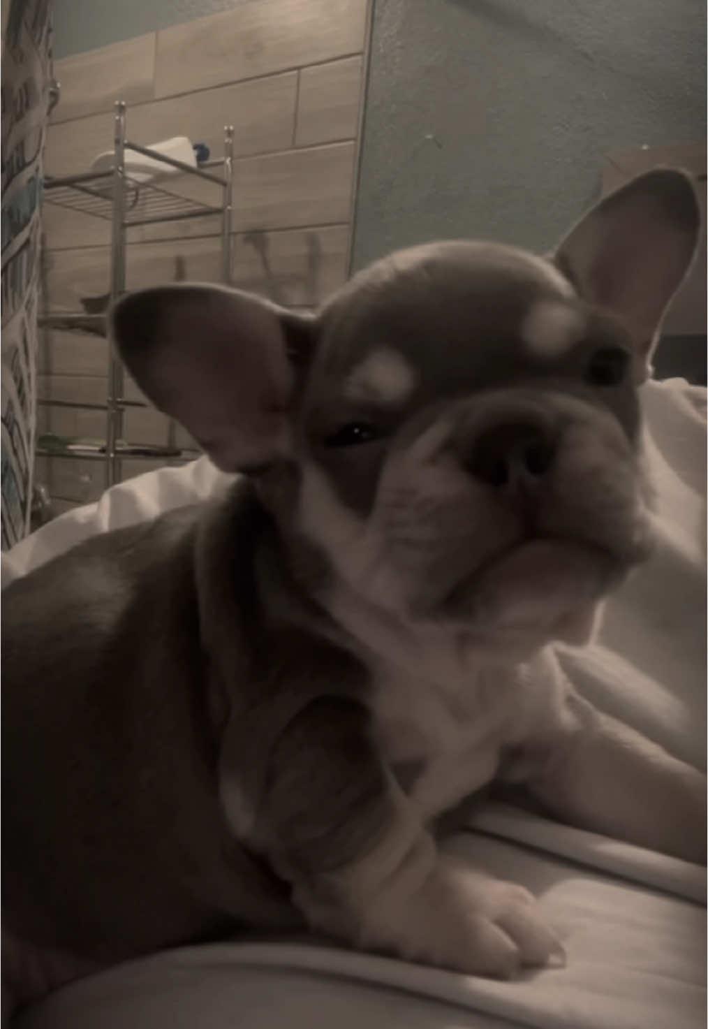 @Flatfacebullyz