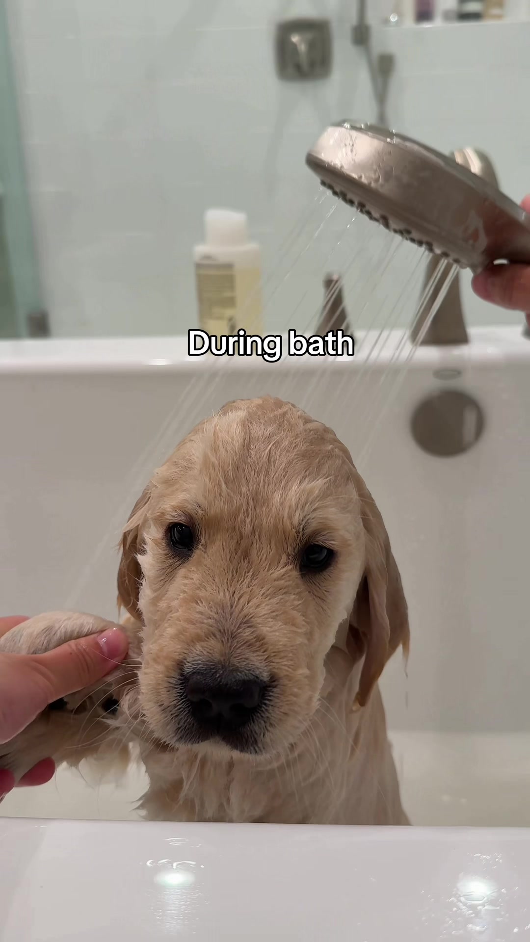 @Maui, Ruby +Hugo