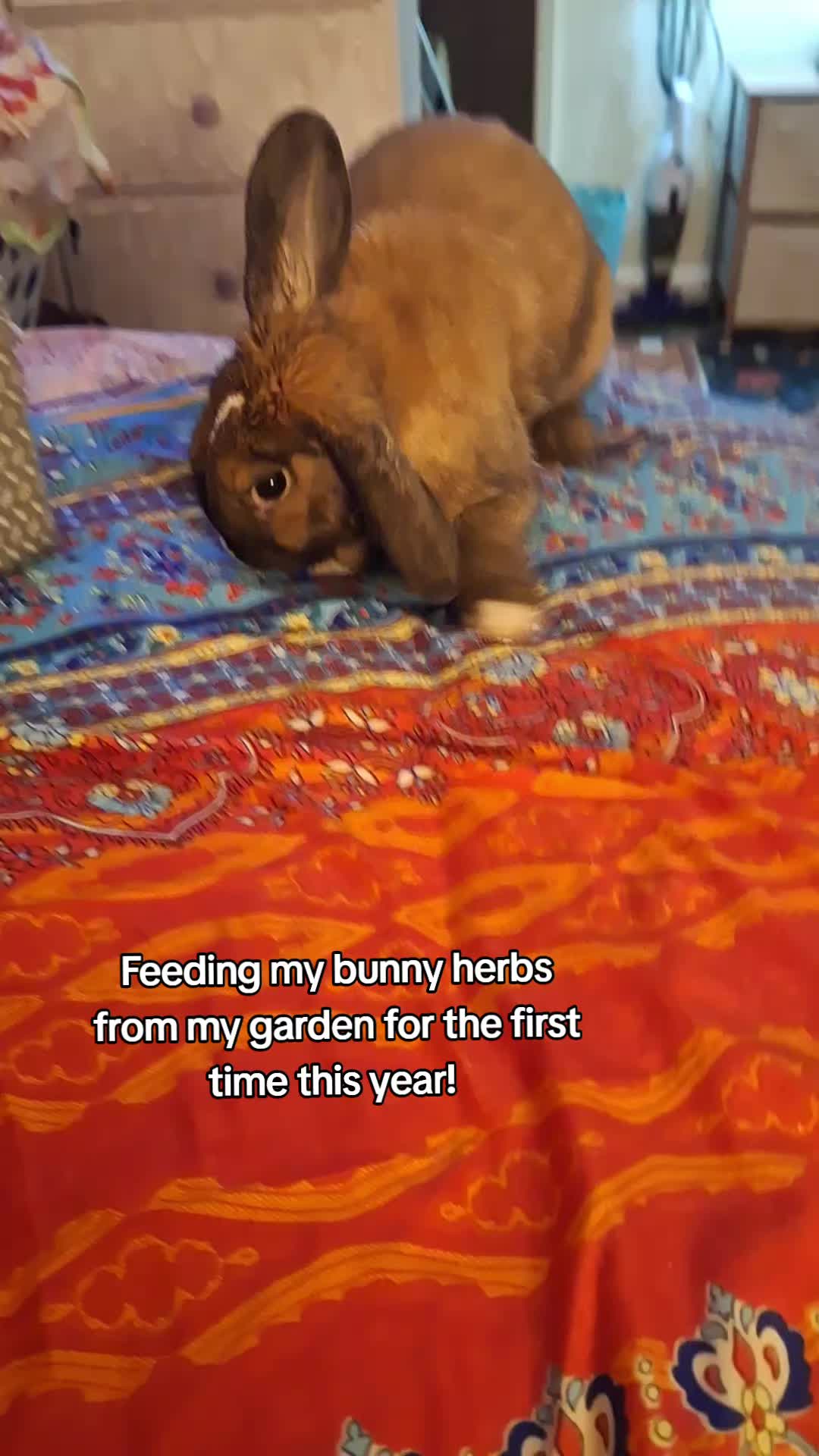 @kaitlinsillyrabbit