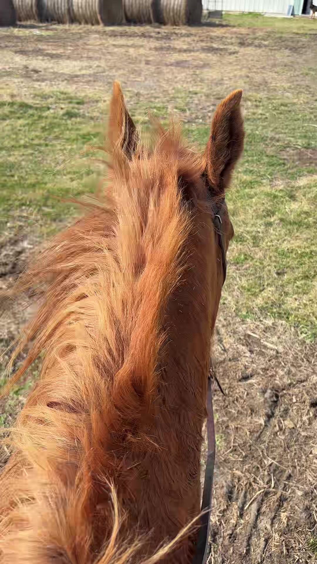 @That one horse girl