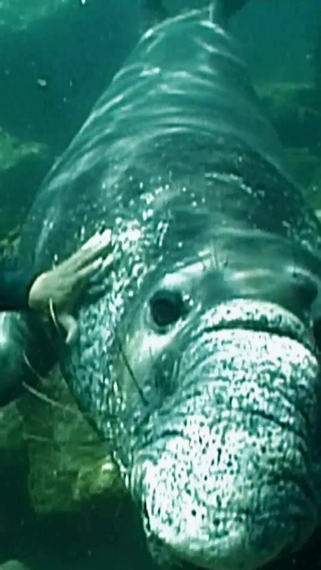 @Animal Planet
