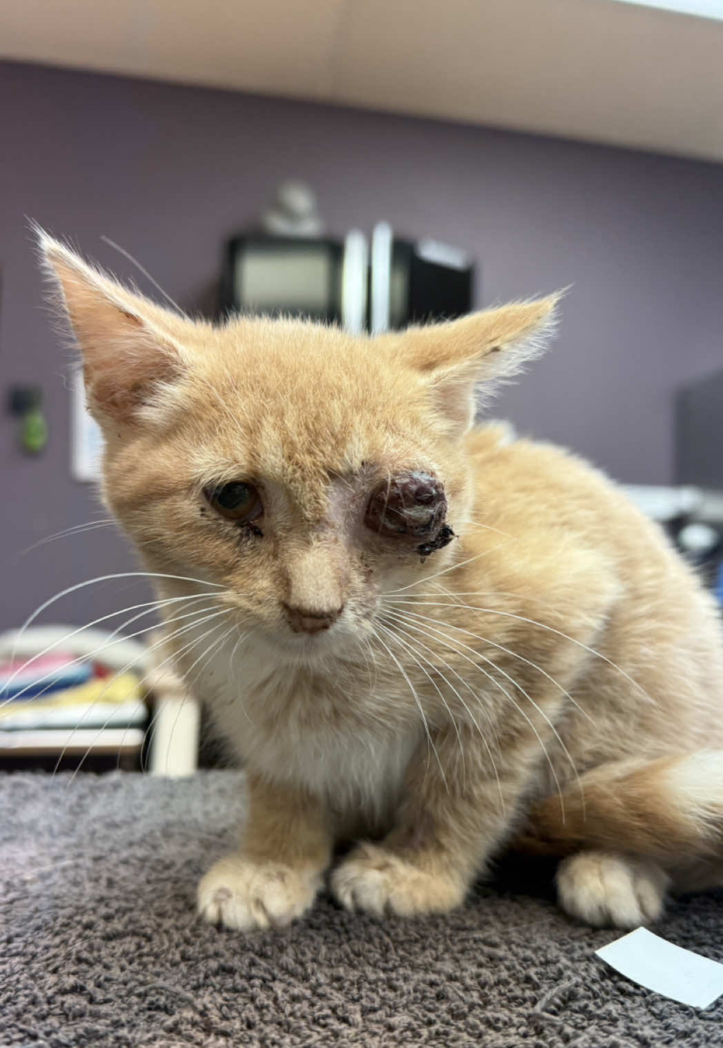 @sftsanimalrescue