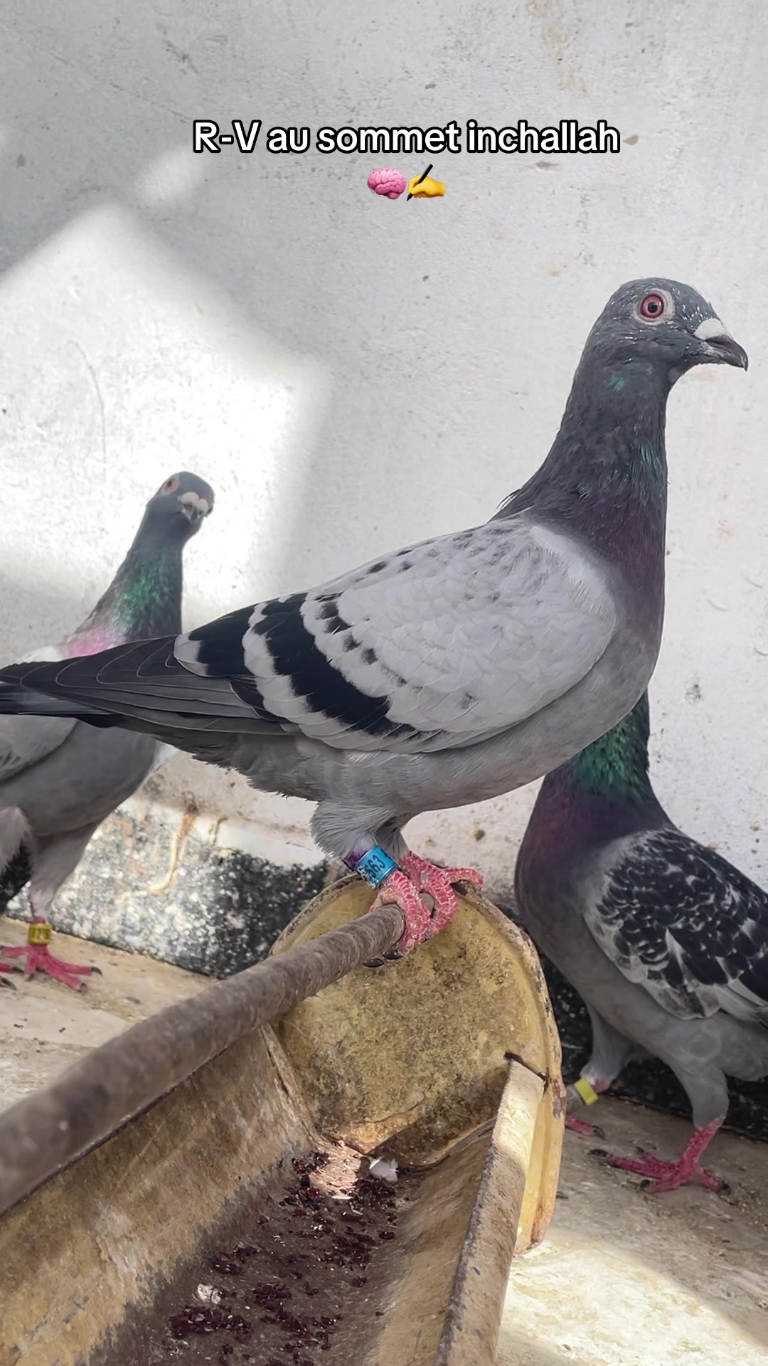 @OMZOLOFT🕊🦜🇸🇳