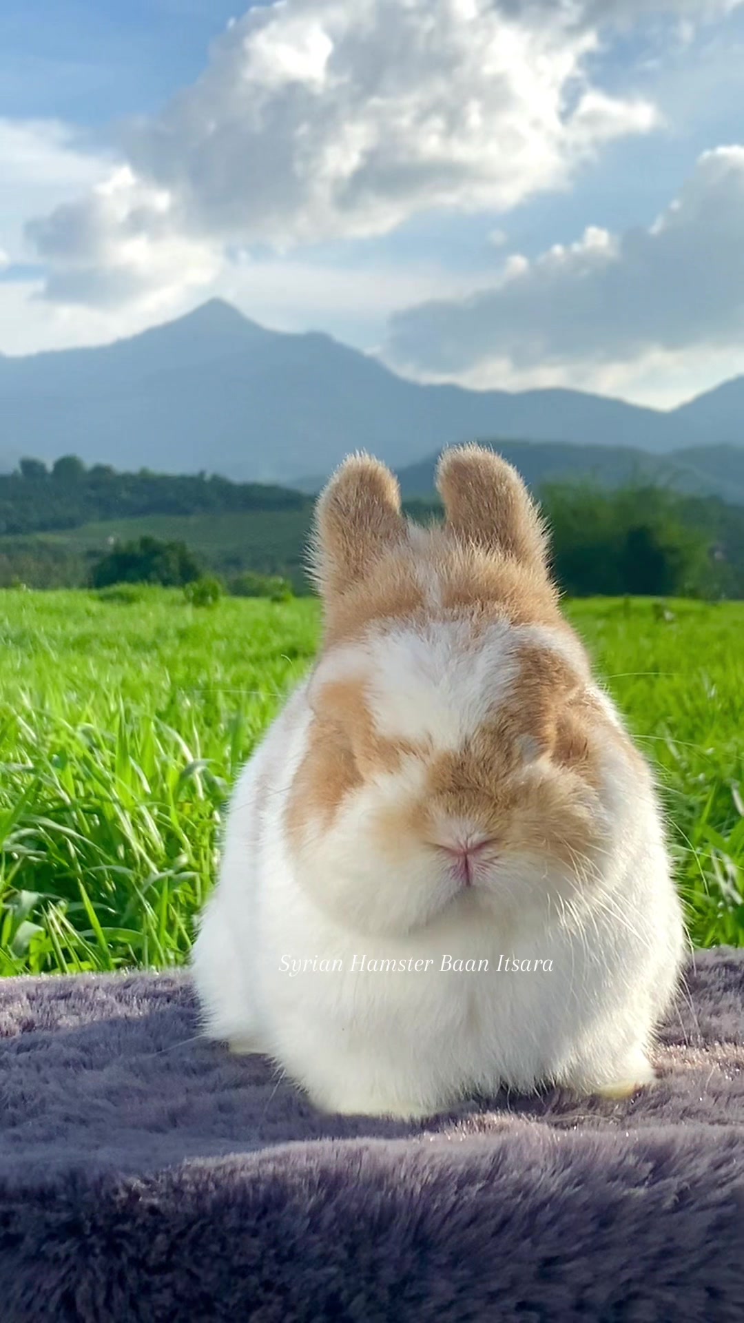 @Itsara Hamster