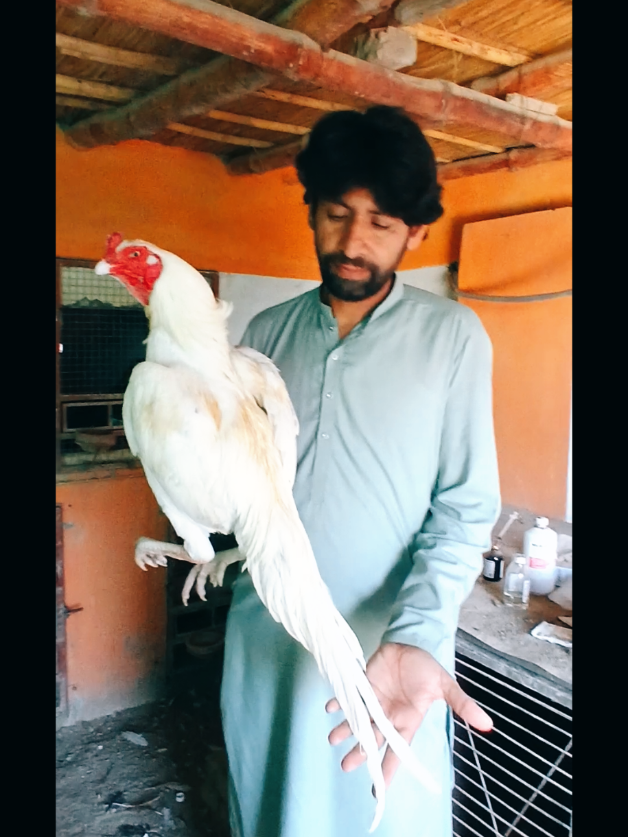 @Sajjad Aseel Farm