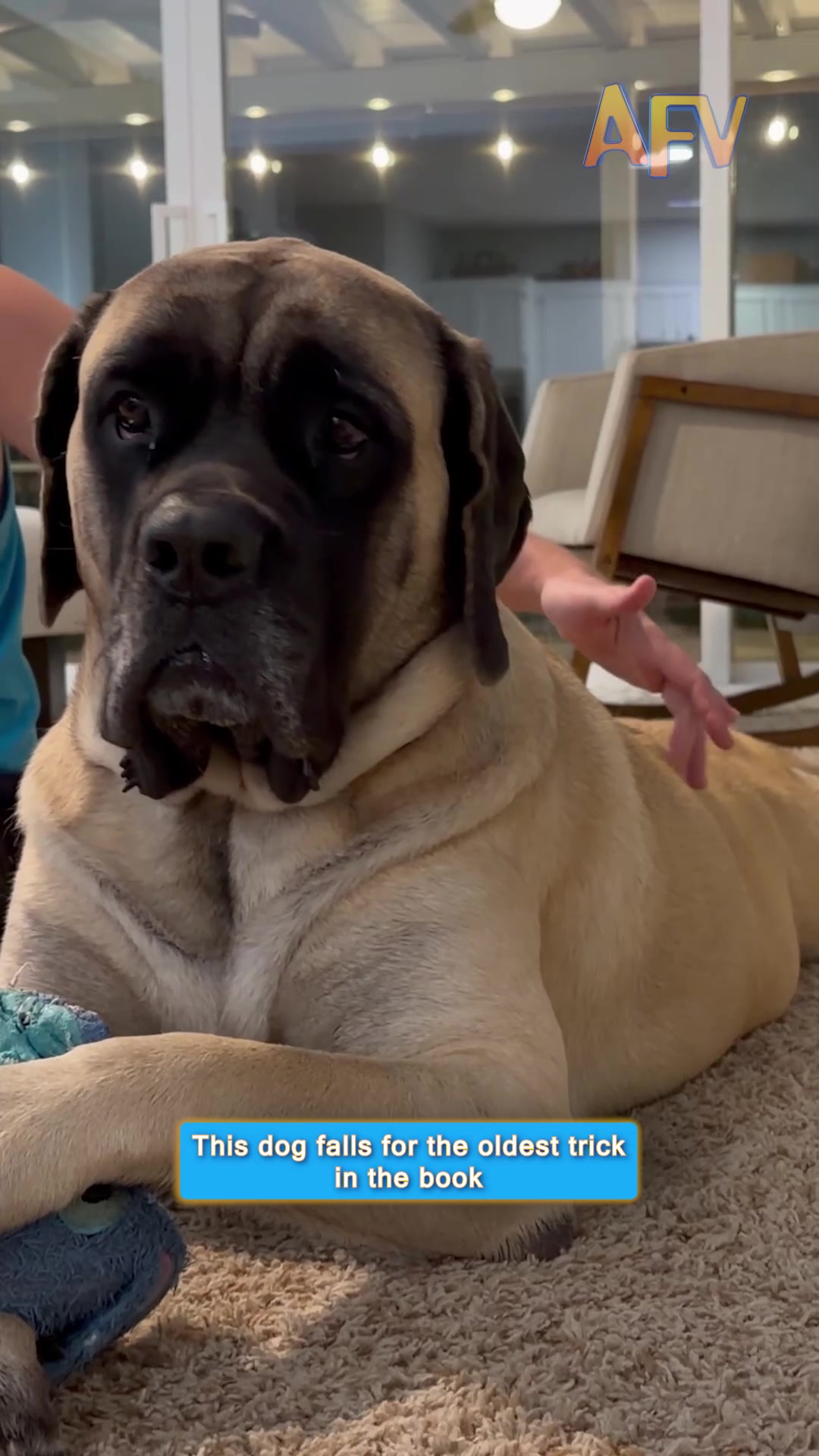 @AFVofficial