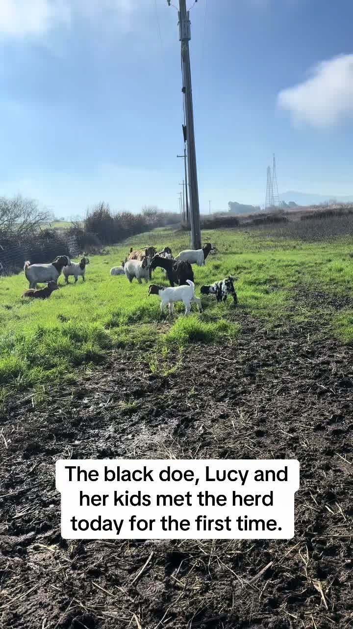 @Riverraisedboergoats