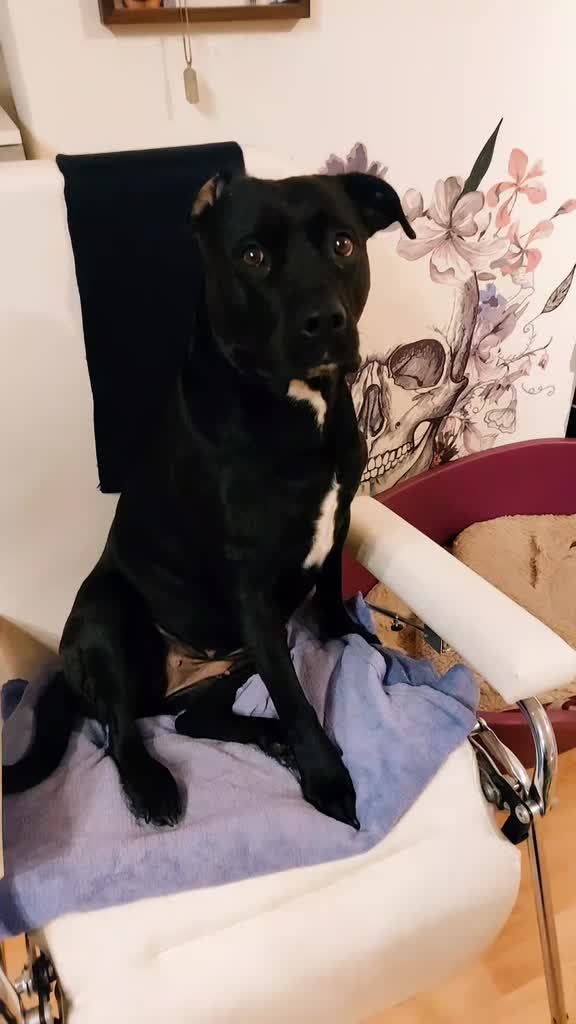 @amstaff0610rotti
