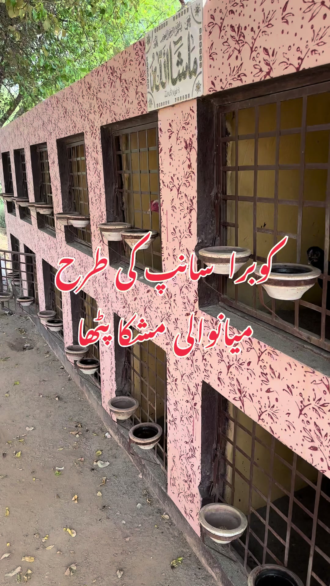 @Poultry Markaz