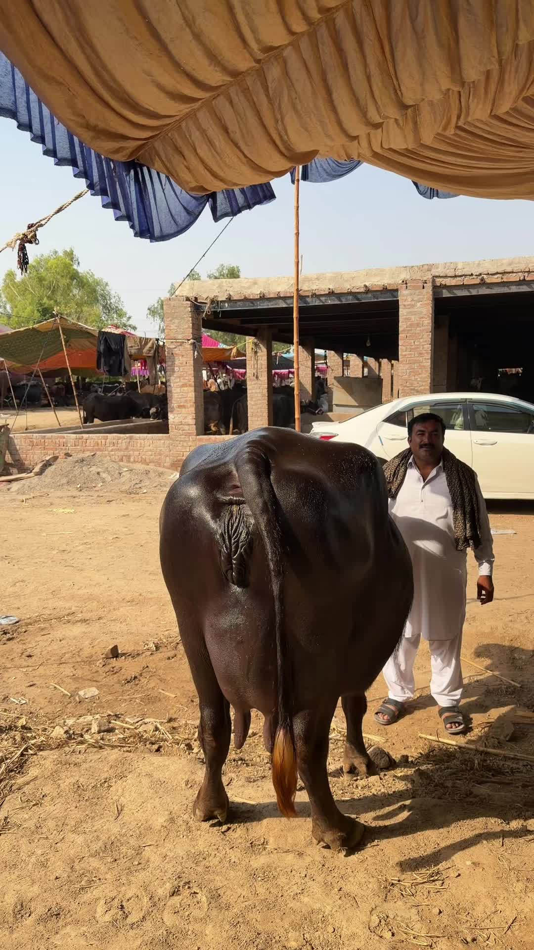 @waqarbhinder852