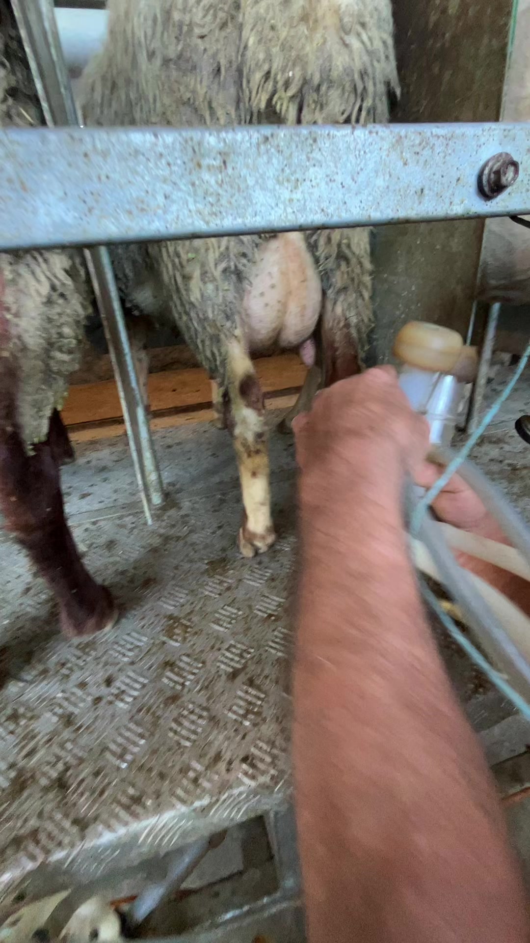 @Agroferma