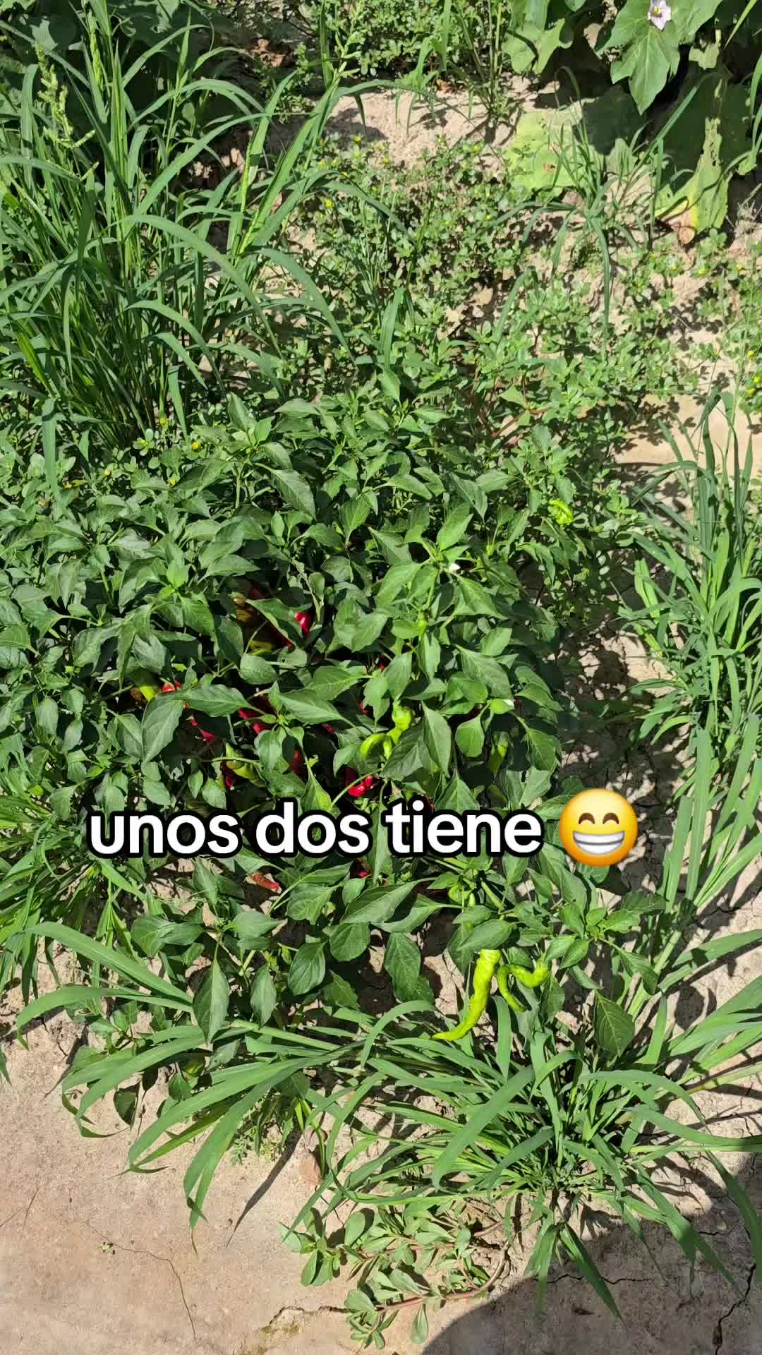 @Canu🤠