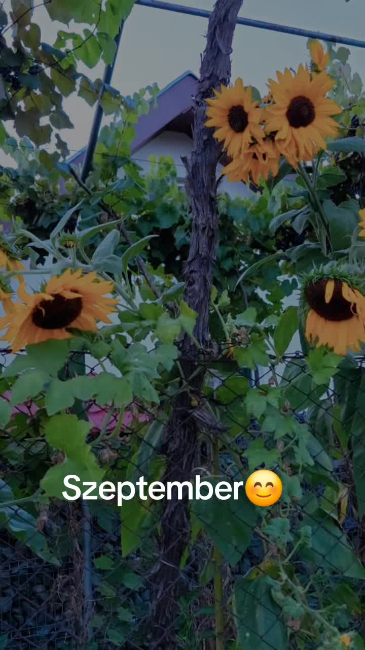 @Zs&eacute;da