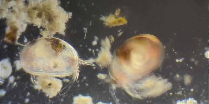 @Smeee❌microscope🏴󠁧󠁢󠁥󠁮󠁧󠁿