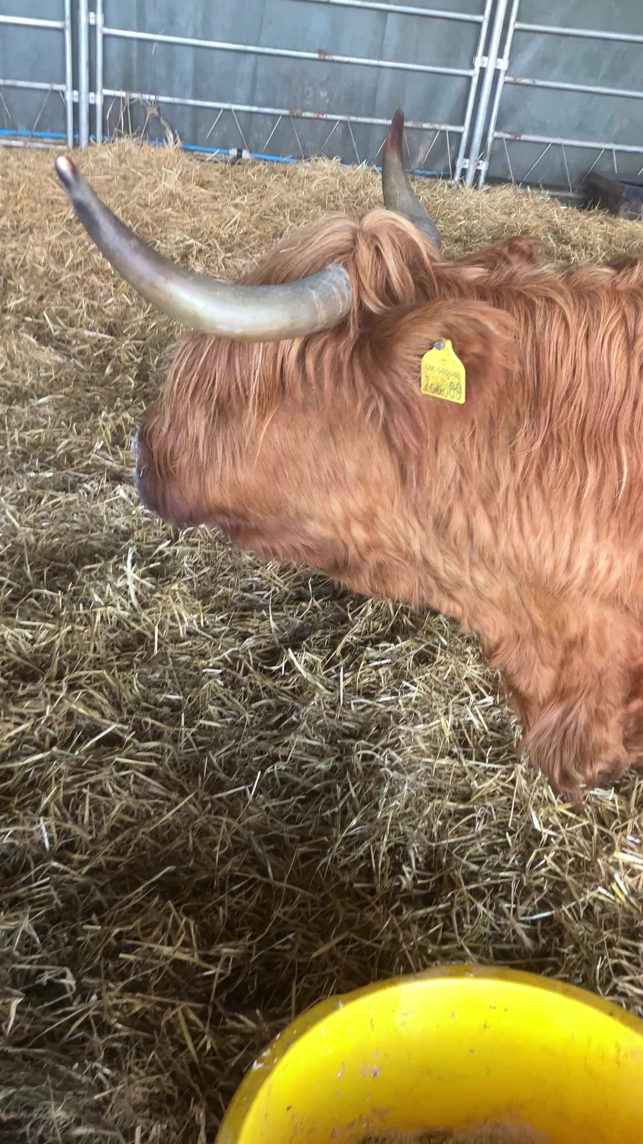 @Highland Coo Clan