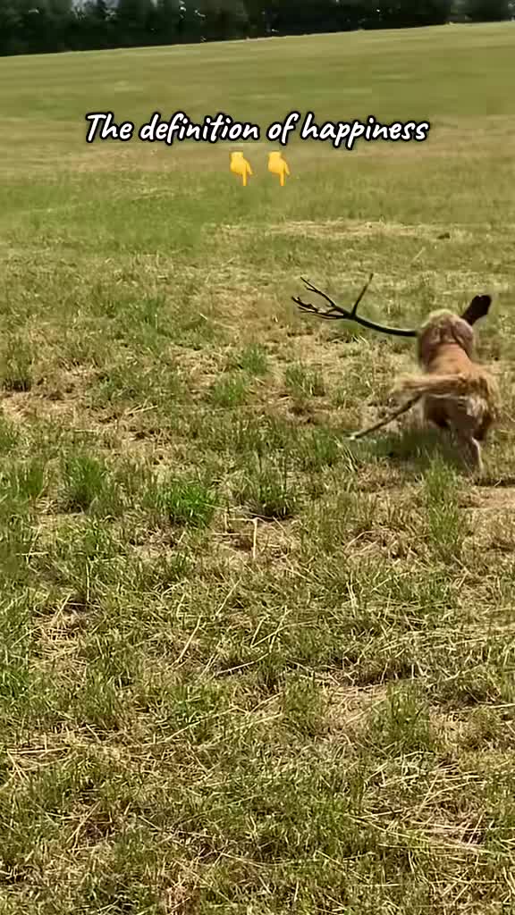 @Pipstar 🐕🦺