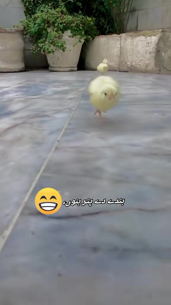 @Saif_ali